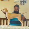 DogsIndia.com - Mudhol Hound - Radan