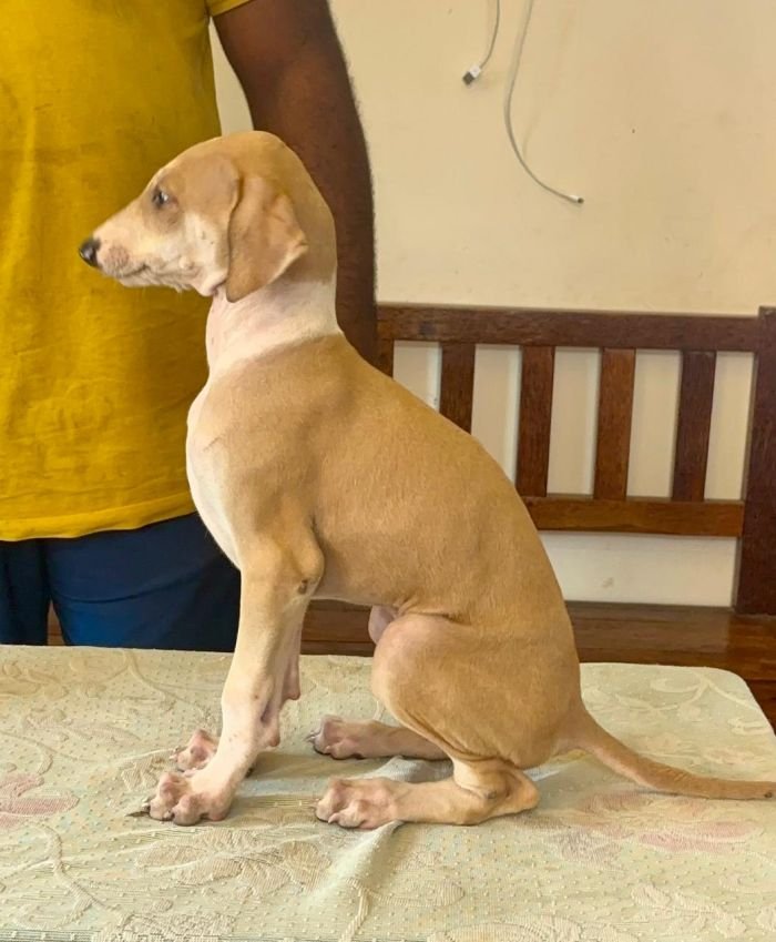 DogsIndia.com - Mudhol Hound - Radan