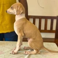 DogsIndia.com - Mudhol Hound - Radan