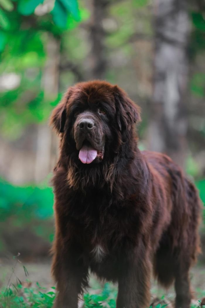 DogsIndia.com  Newfoundland  Gururaj