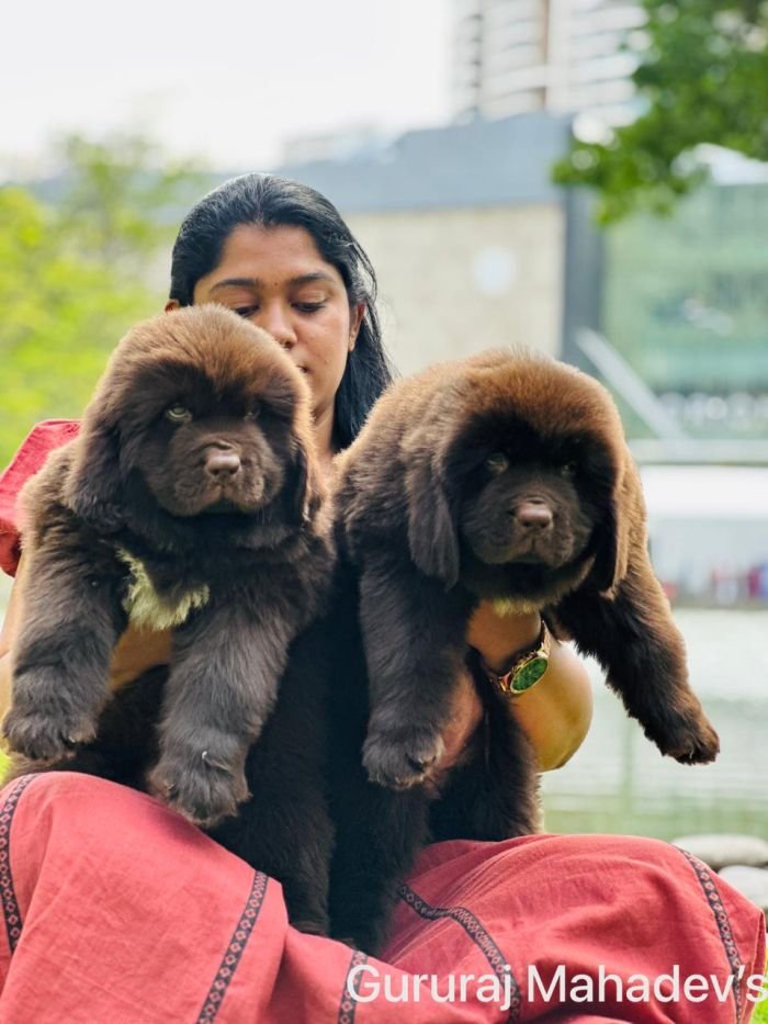 DogsIndia.com  Newfoundland  Gururaj