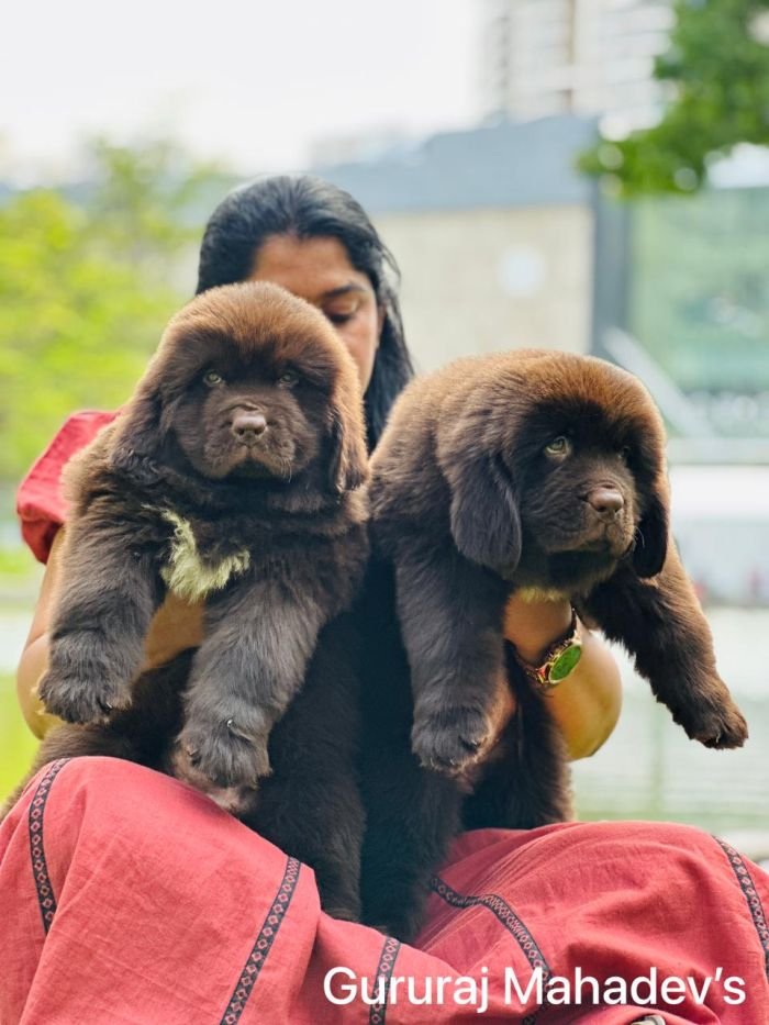 DogsIndia.com  Newfoundland  Gururaj
