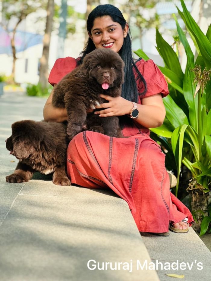 DogsIndia.com  Newfoundland  Gururaj