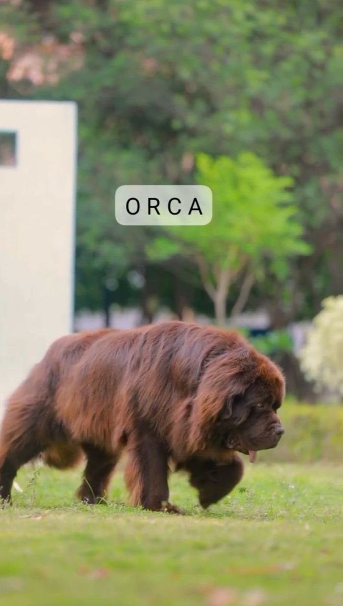 DogsIndia.com  Newfoundland  Gururaj