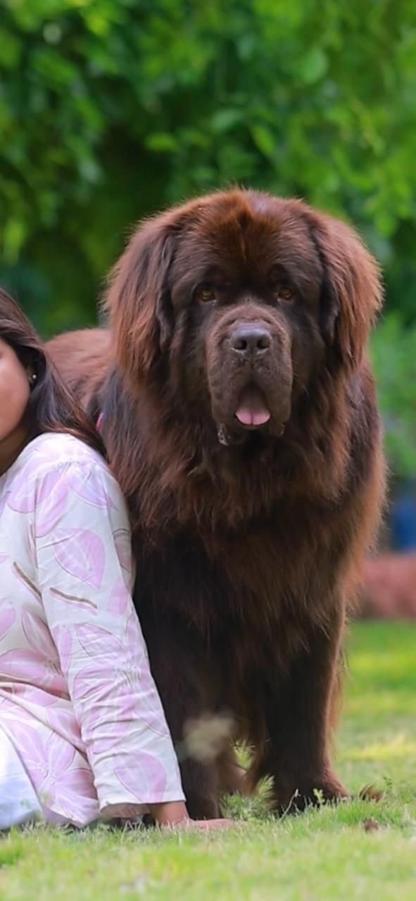 DogsIndia.com  Newfoundland  Gururaj
