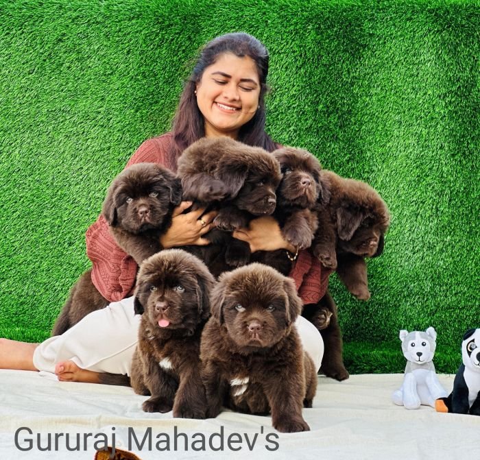 DogsIndia.com  Newfoundland  Gururaj