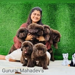 DogsIndia.com  Newfoundland  Gururaj