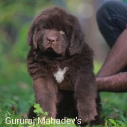 DogsIndia.com  Newfoundland  Gururaj