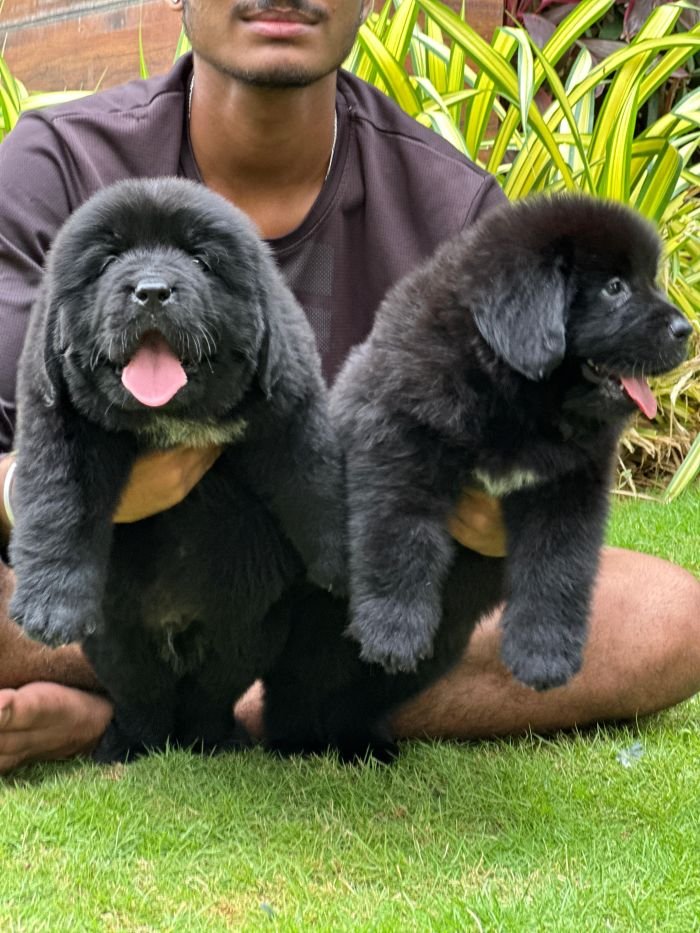 DogsIndia.com  Newfoundland  Gururaj