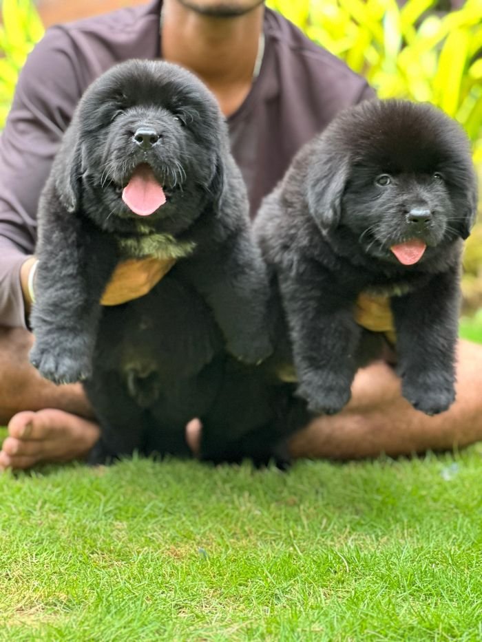 DogsIndia.com  Newfoundland  Gururaj