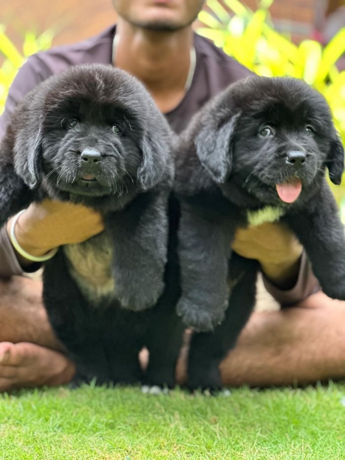 DogsIndia.com  Newfoundland  Gururaj