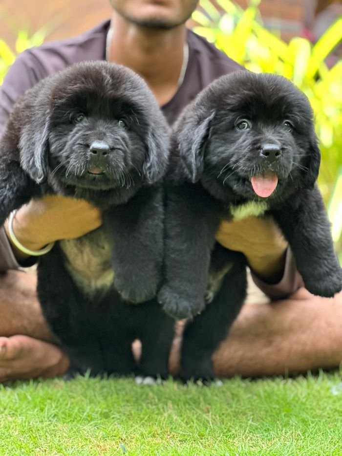 DogsIndia.com  Newfoundland  Gururaj
