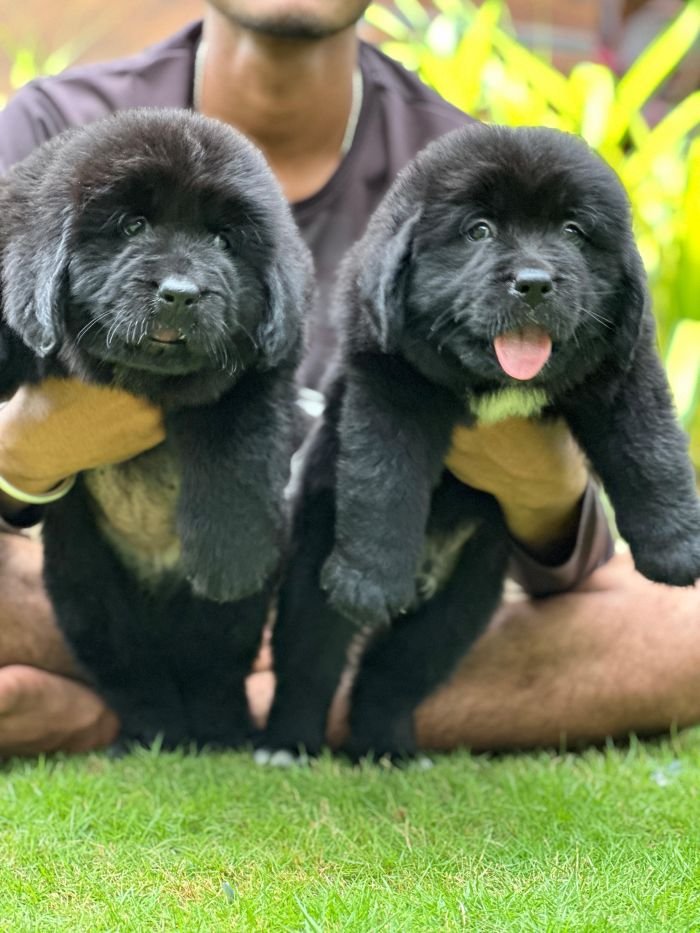 DogsIndia.com  Newfoundland  Gururaj