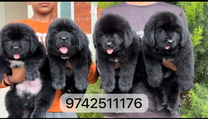 DogsIndia.com  Newfoundland  Gururaj