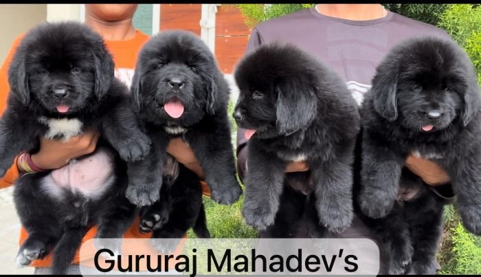DogsIndia.com  Newfoundland  Gururaj