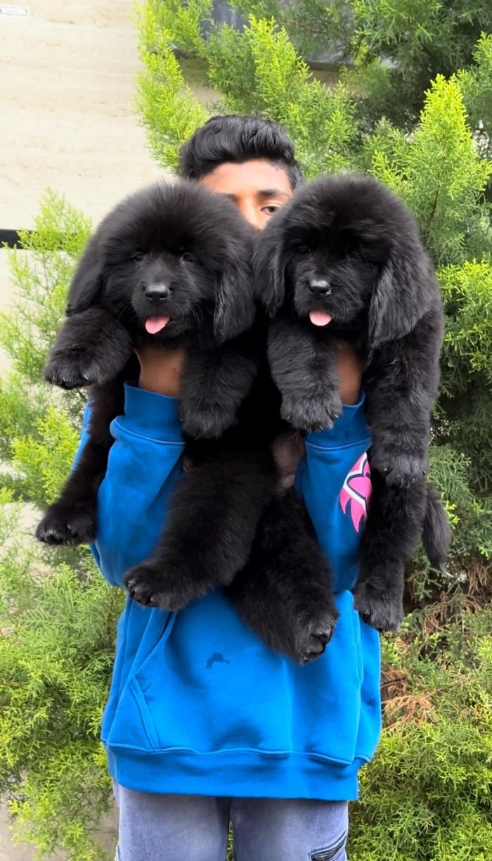 DogsIndia.com  Newfoundland  Gururaj