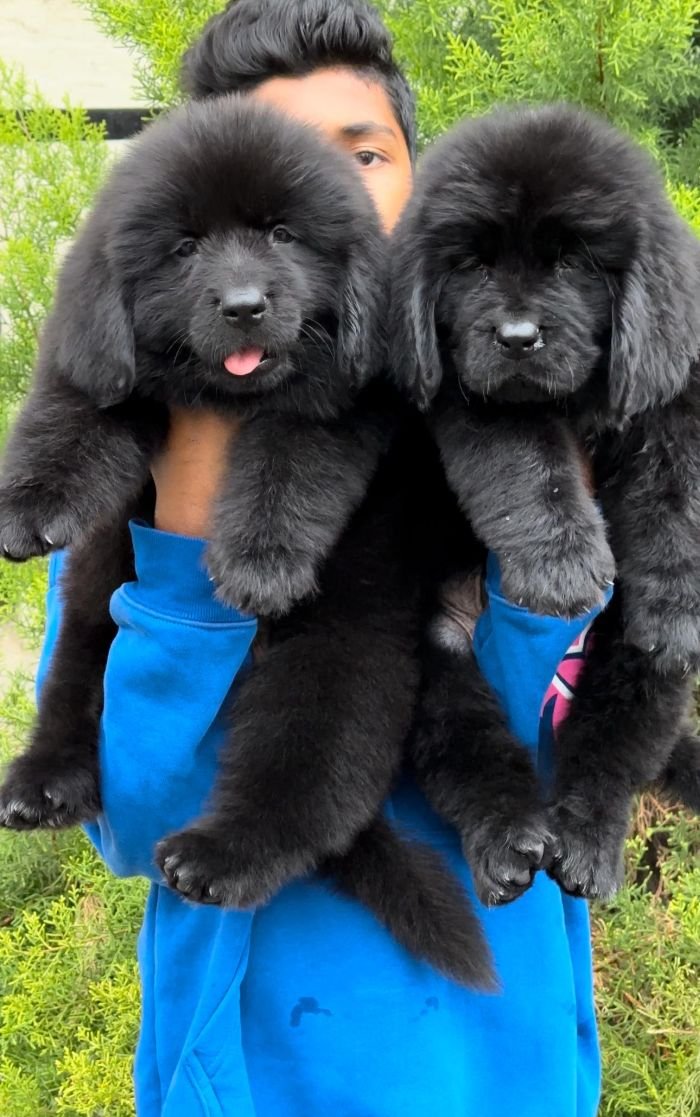 DogsIndia.com  Newfoundland  Gururaj