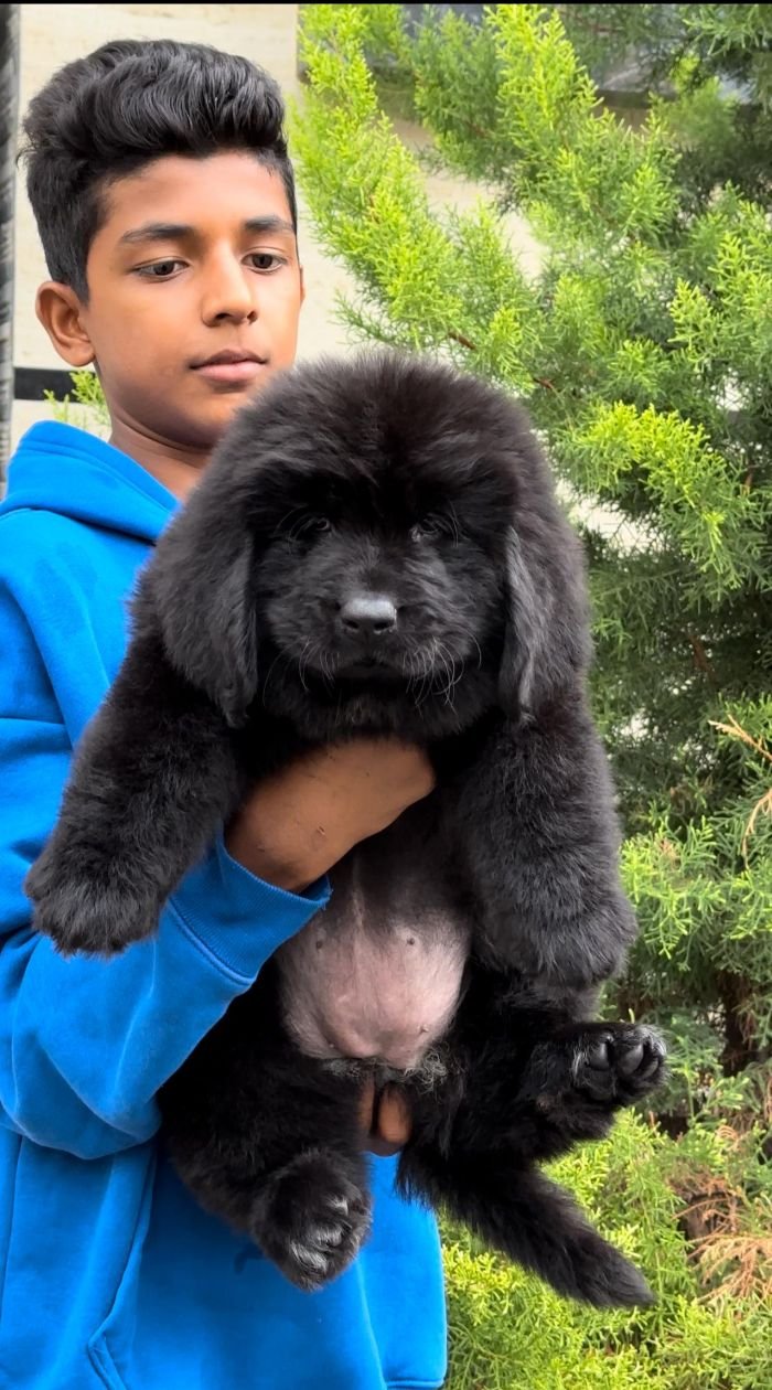 DogsIndia.com  Newfoundland  Gururaj