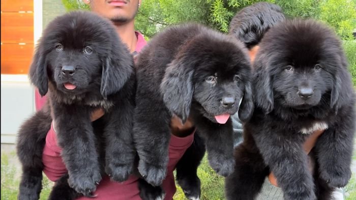 DogsIndia.com  Newfoundland  Gururaj