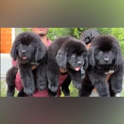 DogsIndia.com  Newfoundland  Gururaj