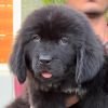 DogsIndia.com  Newfoundland  Gururaj