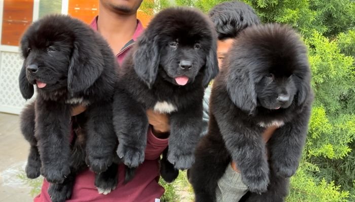 DogsIndia.com  Newfoundland  Gururaj