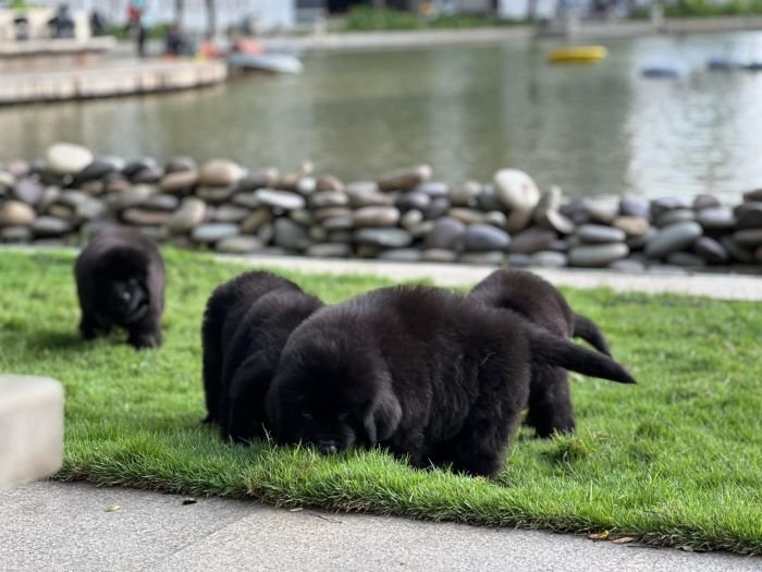 DogsIndia.com  Newfoundland  Gururaj