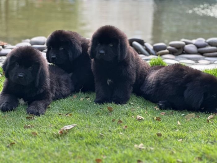 DogsIndia.com  Newfoundland  Gururaj