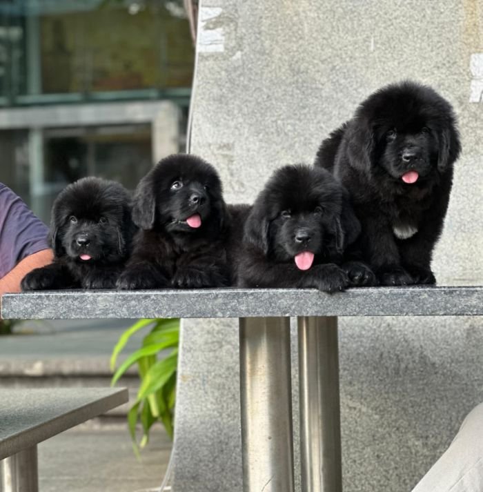 DogsIndia.com  Newfoundland  Gururaj