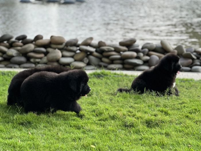 DogsIndia.com  Newfoundland  Gururaj