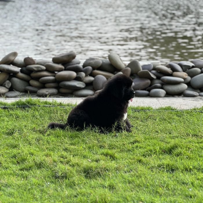 DogsIndia.com  Newfoundland  Gururaj