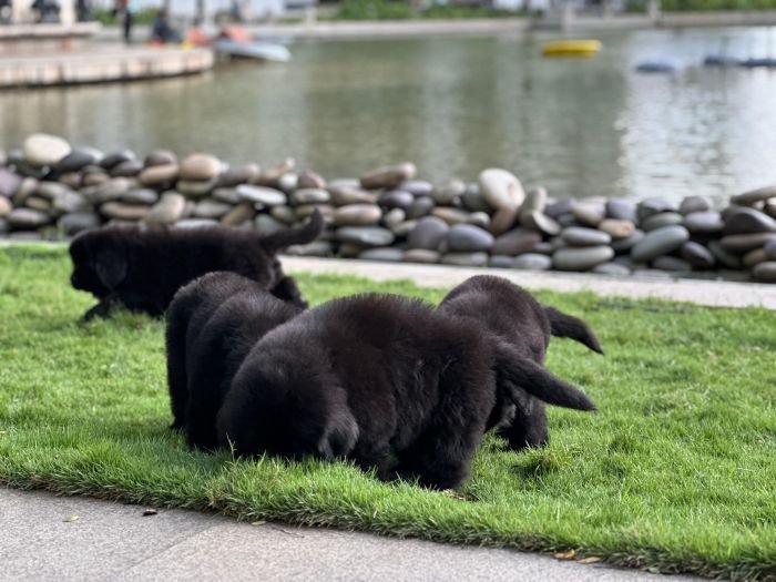 DogsIndia.com  Newfoundland  Gururaj