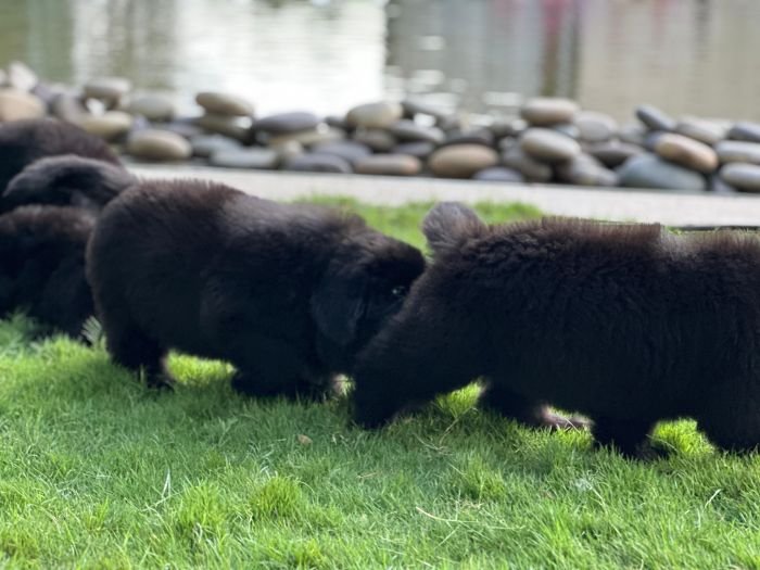 DogsIndia.com  Newfoundland  Gururaj