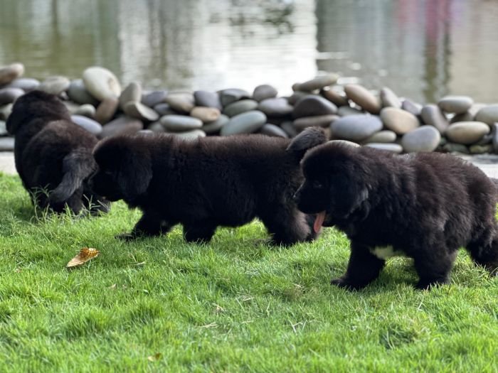 DogsIndia.com  Newfoundland  Gururaj