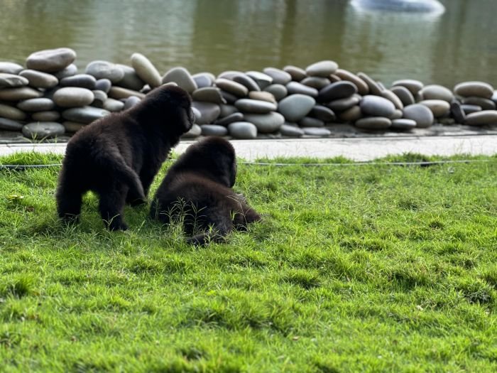 DogsIndia.com  Newfoundland  Gururaj