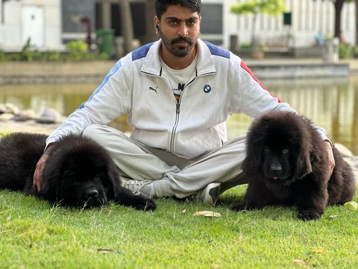 DogsIndia.com  Newfoundland  Gururaj