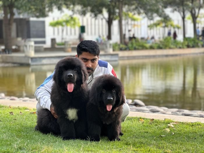 DogsIndia.com  Newfoundland  Gururaj