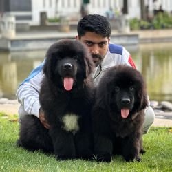 DogsIndia.com Newfoundland Gururaj