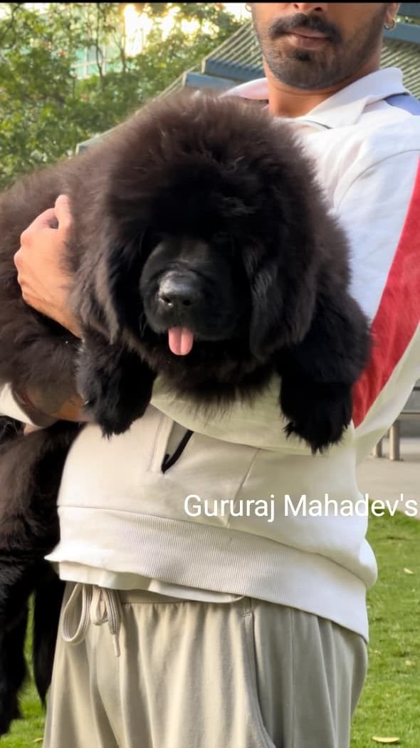 DogsIndia.com  Newfoundland  Gururaj