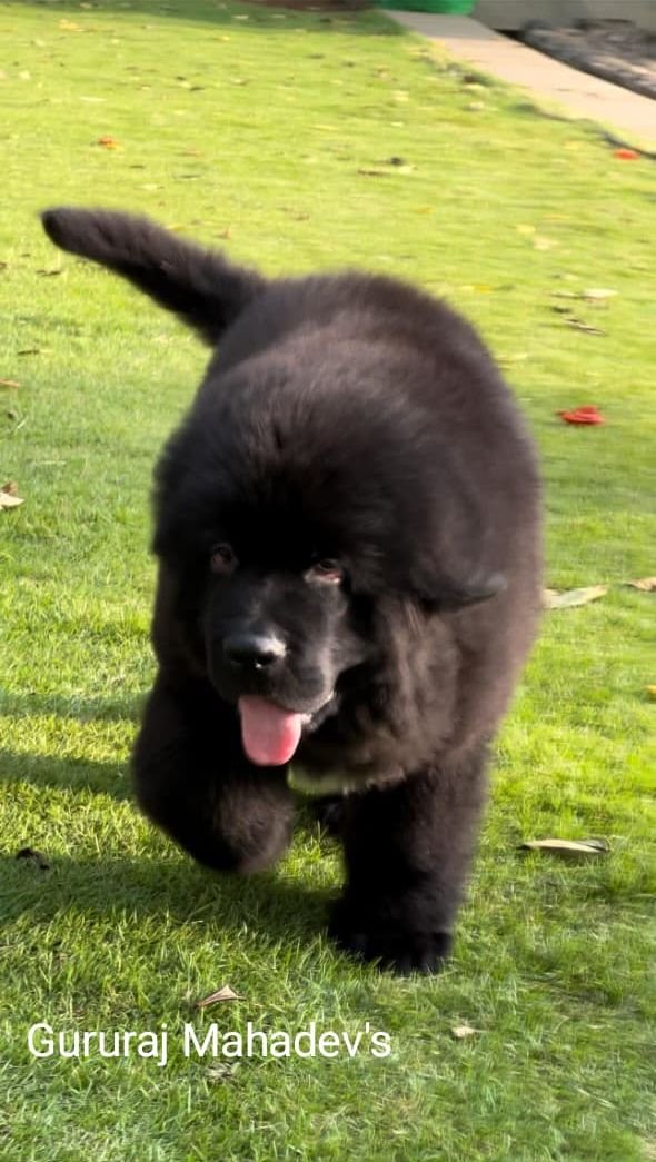 DogsIndia.com  Newfoundland  Gururaj