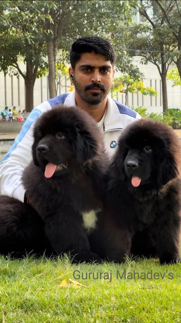 DogsIndia.com  Newfoundland  Gururaj