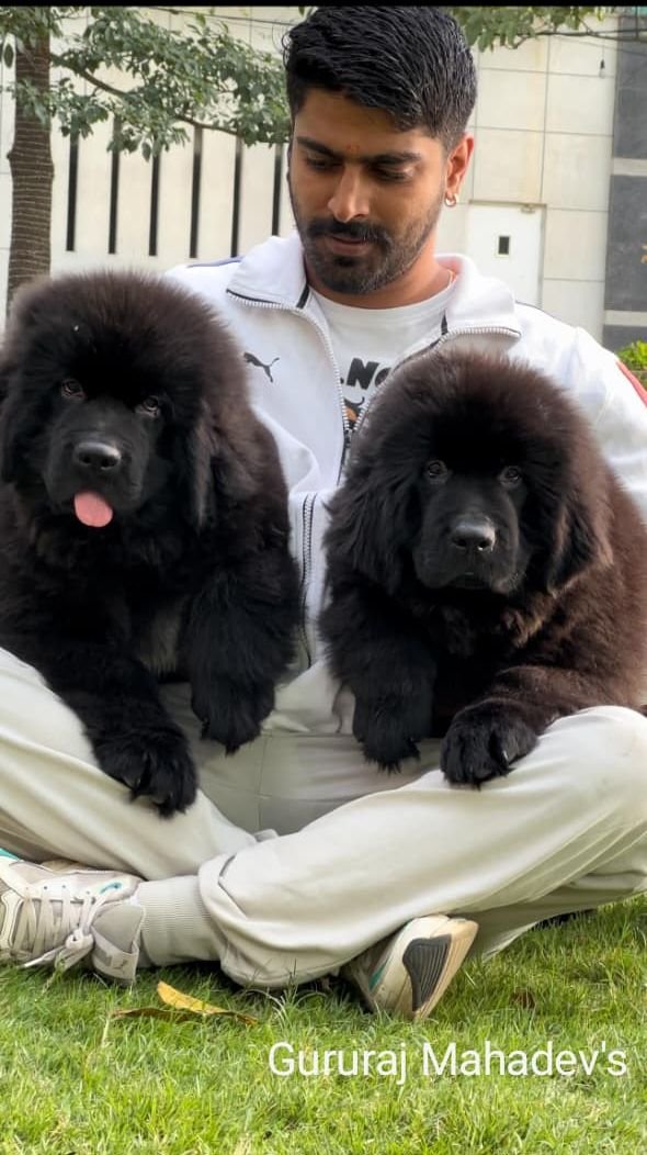 DogsIndia.com  Newfoundland  Gururaj