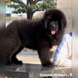 DogsIndia.com  Newfoundland  Gururaj