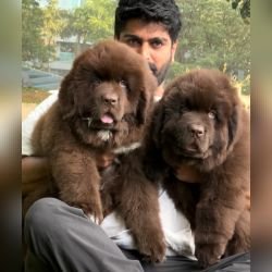 DogsIndia.com  Newfoundland  Gururaj