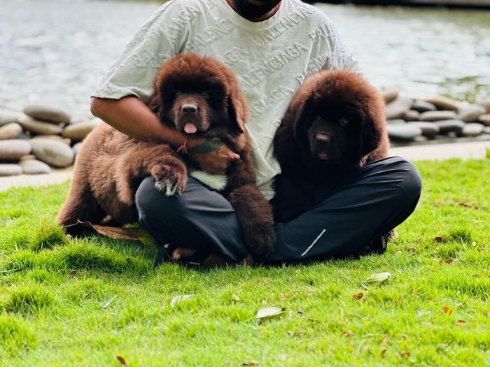 DogsIndia.com  Newfoundland  Gururaj