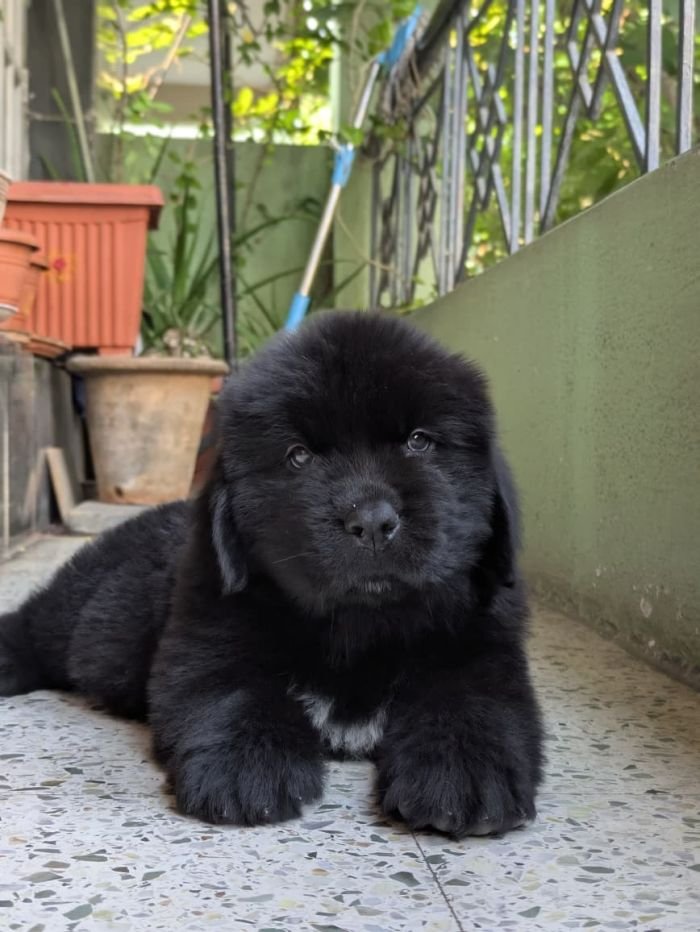 DogsIndia.com  Newfoundland  Gururaj