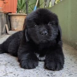 DogsIndia.com  Newfoundland  Gururaj