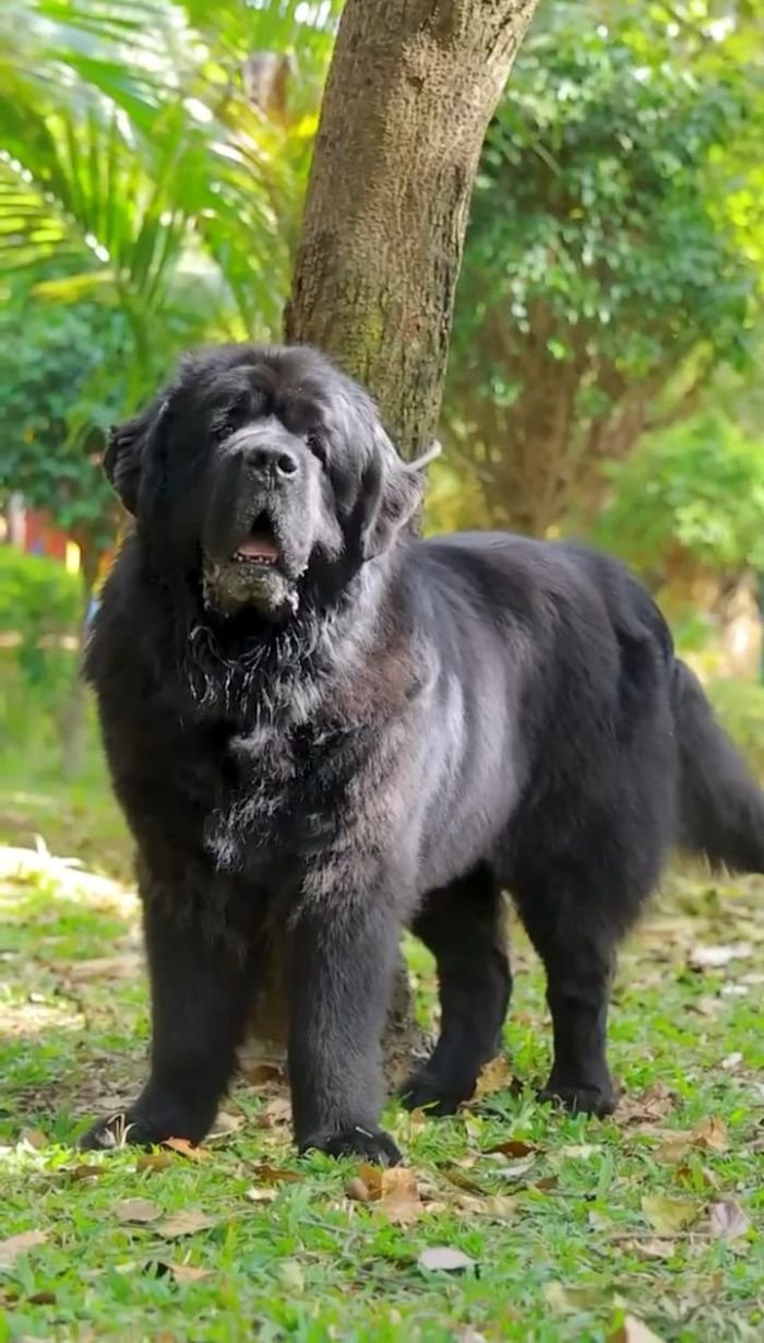 DogsIndia.com  Newfoundland  Gururaj