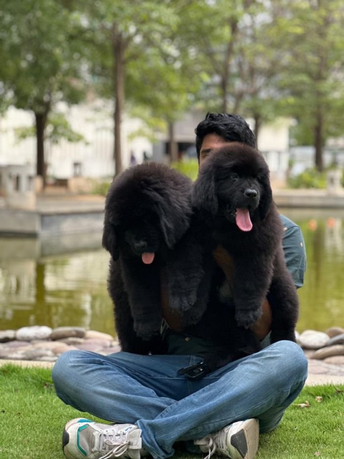 DogsIndia.com  Newfoundland  Gururaj