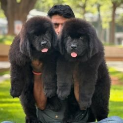 DogsIndia.com  Newfoundland  Gururaj